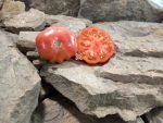 Kamatis Tagalog Tomato Slicing Tomatoes