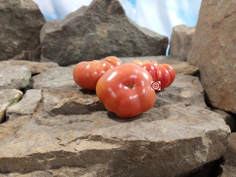 Kamatis Tagalog Tomato