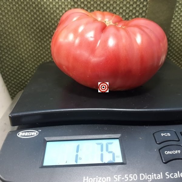 Kentucky Plate PL Tomato