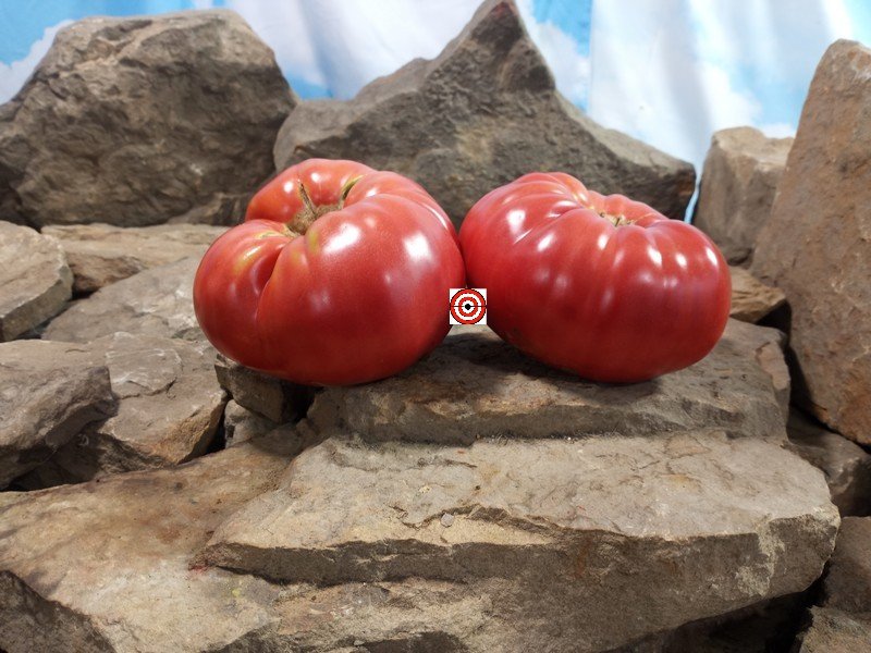 Kentucky Plate PL Tomato Giant Tomatoes Kentucky Plate PL Tomato Giant Tomatoes