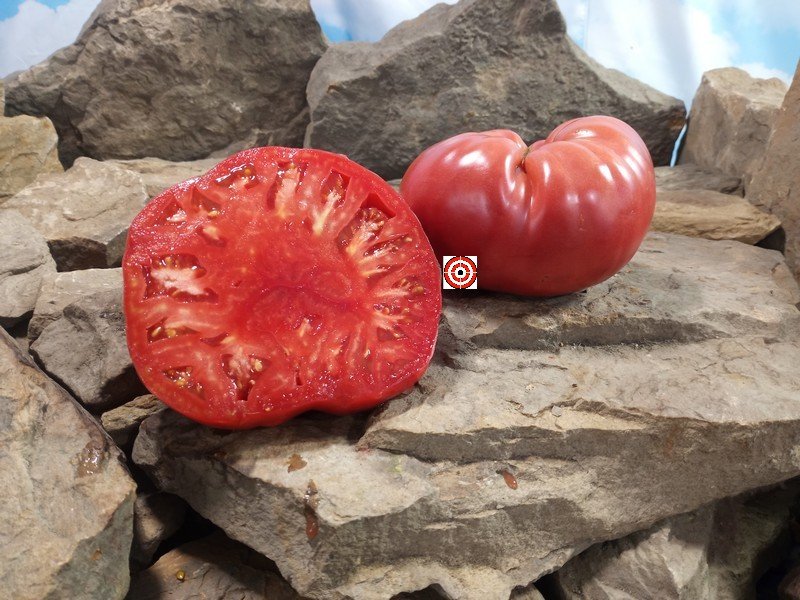 Kentucky Plate PL Tomato Sandwich Tomatoes Kentucky Plate PL Tomato Sandwich Tomatoes