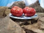 Kentucky Plate PL Tomato Seeds