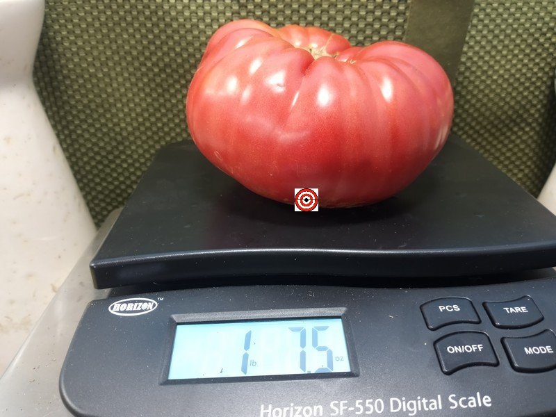 Kentucky Plate PL Tomato