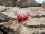 Krochmal Red Tomato Heirloom Tomatoes