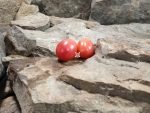 Krochmal Red Tomato Seeds