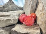 Kuklas Portuguese Heart Tomato Heirloom Tomatoes