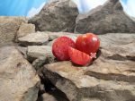 Kuklas Portuguese Heart Tomato Red Tomatoes