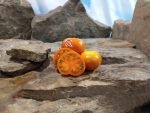 Lamont Sanford Orange 2.0 Cherry Tomato