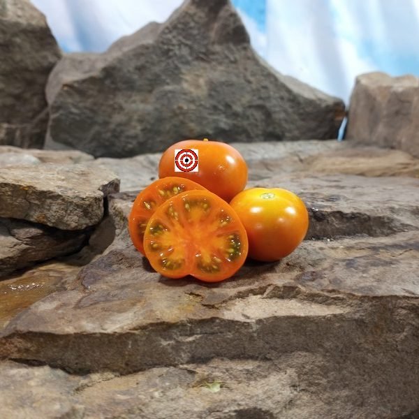 Lamont Sanford Orange 2.0 Cherry Tomato