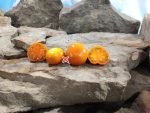 Lamont Sanford Orange 2.0 Cherry Tomato Dean Slater Tomatoes