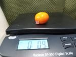 Lamont Sanford Orange 2.0 Cherry Tomato Orange Tomatoes