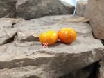 Lamont Sanford Orange 2.0 Cherry Tomato Snacking Tomatoes