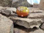 Laurens F5 Tomato