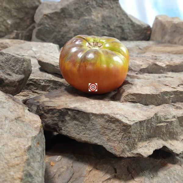 Laurens F5 Tomato