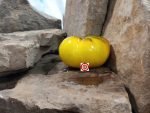 Laurens F5 Tomato Seeds