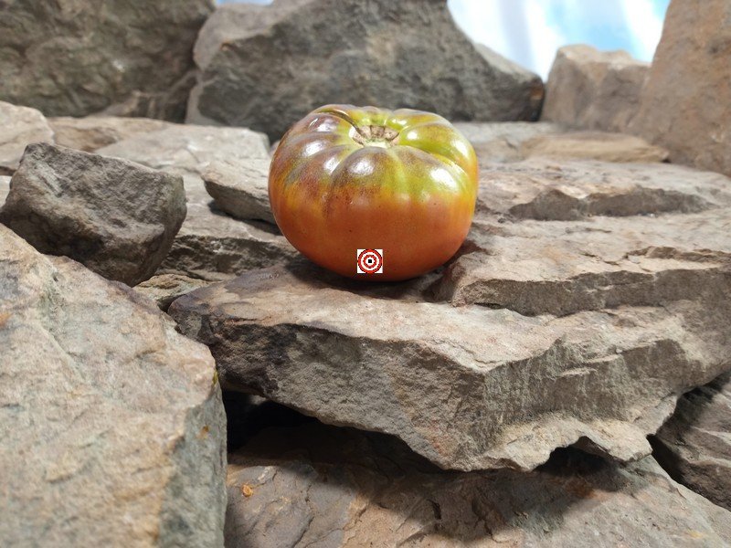 Laurens F5 Tomato