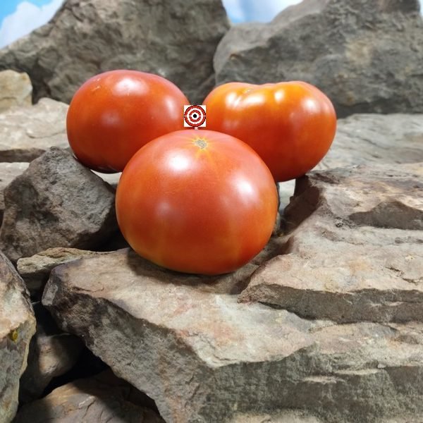 Livingstons Paragon Tomato