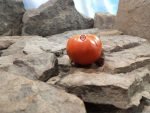 Livingstons Paragon Tomato Sandwich Tomatoes
