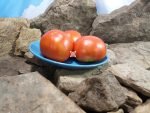 Livingstons Paragon Tomato Seeds