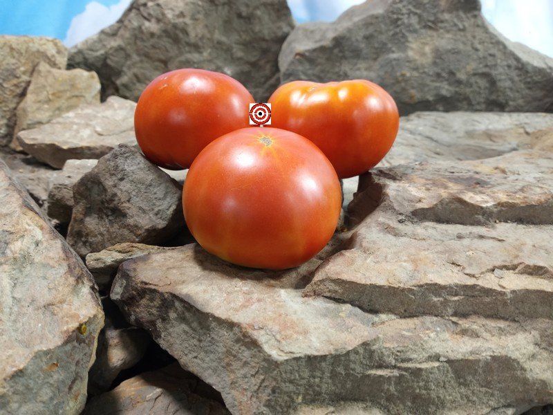 Livingstons Paragon Tomato