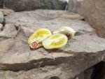Marchenengle Tomato Elongated Tomatoes