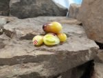 Marchenengle Tomato Seeds