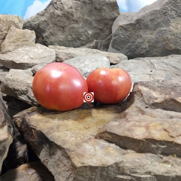 McKrackin Future City Tomato.
