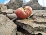 McKrackin Future City Tomato Pink Slicing Tomatoes