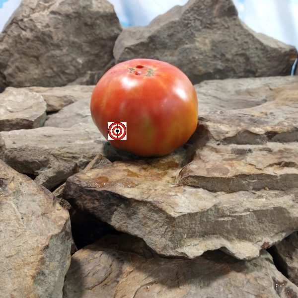 Michaels Portuguese Monster Tomato