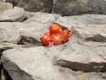 Micro Dwarf Mohamed Tomato