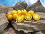 Mid Day Sun Tomato Cherry Tomatoes