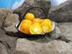 Mid Day Sun Tomato Snacking Tomatoes