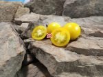 Mid Day Sun Tomato Yellow Tomatoes