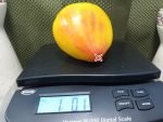 Midnight Sun Tomato