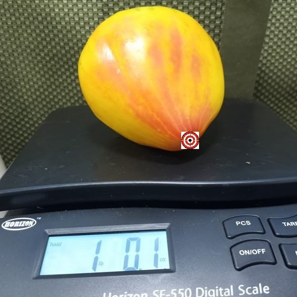 Midnight Sun Tomato