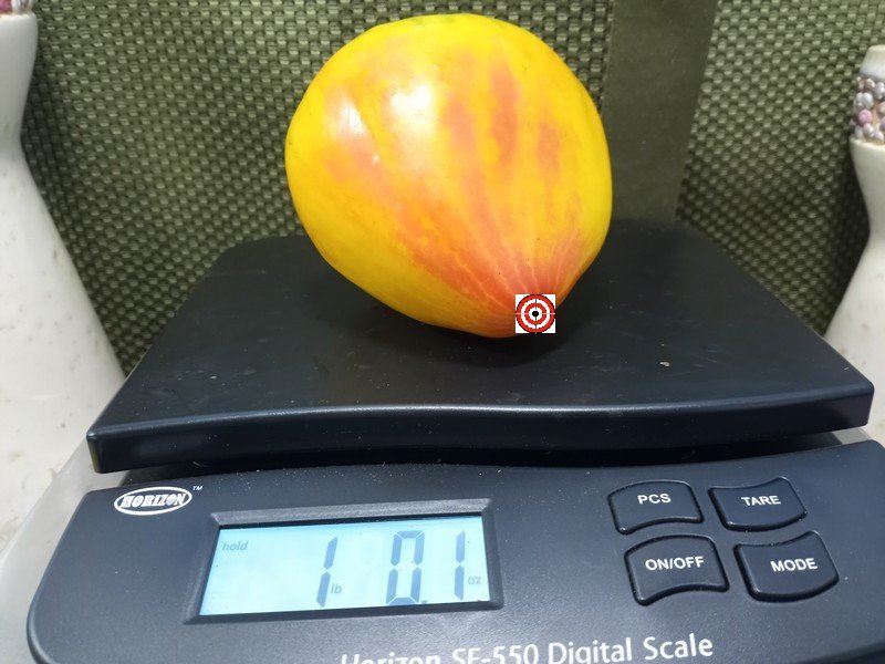 Midnight Sun Tomato