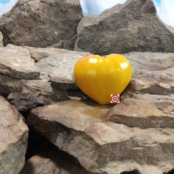 Milas Heart Tomato