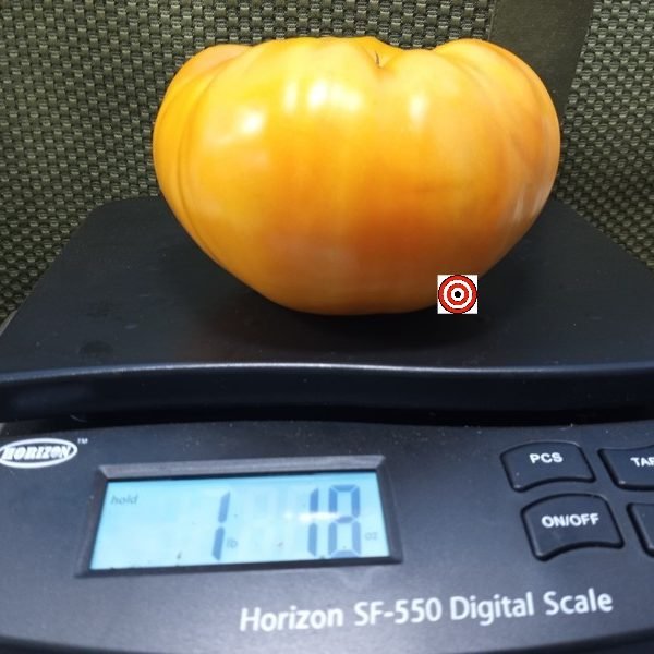 Miltons Orange Beauty Tomato