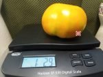 Miltons Orange Beauty Tomato Giant Tomatoes
