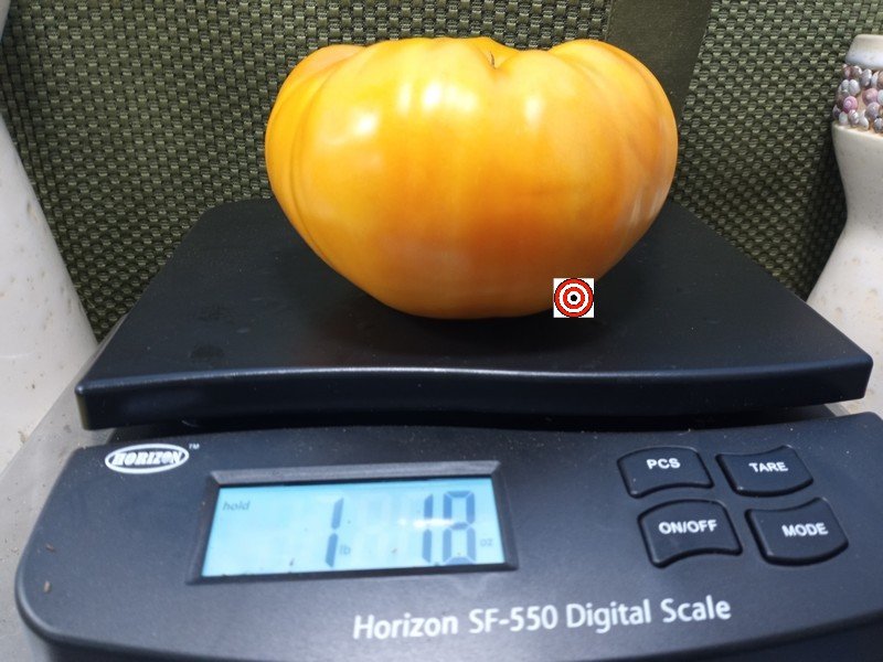 Miltons Orange Beauty Tomato