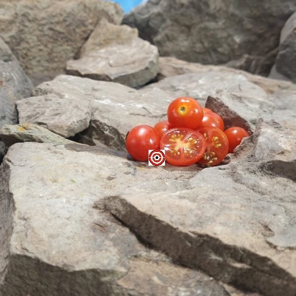 Mohamed Micro Dwarf Tomato