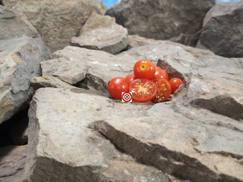 Mohamed Micro Dwarf Tomato