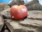 Monkey Ass Tomato Giant Tomatoes
