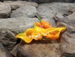 Monkey Face Yellow Pepper