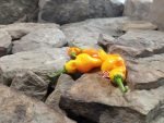 Monkey Face Yellow Pepper Cooking Peppers