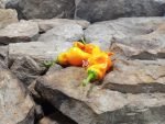 Monkey Face Yellow Pepper Pods