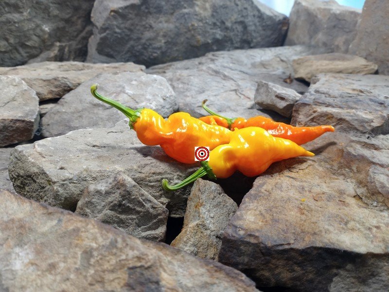 Monkey Face Yellow Pepper Seeds