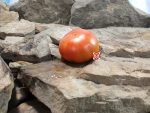 Mountain Princess Dwarf Tomato