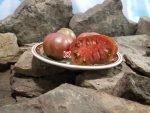 Mystery 1950 Tomato Heirloom Tomatoes