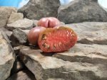 Mystery 1950 Tomato Seeds
